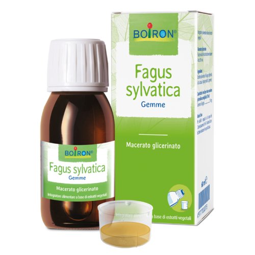 FAGUS SYLVATICA MG 60ML INT